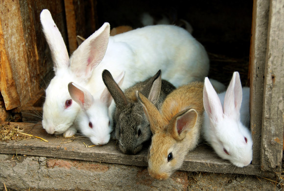 Chov králíků na maso je stále oblíbenější