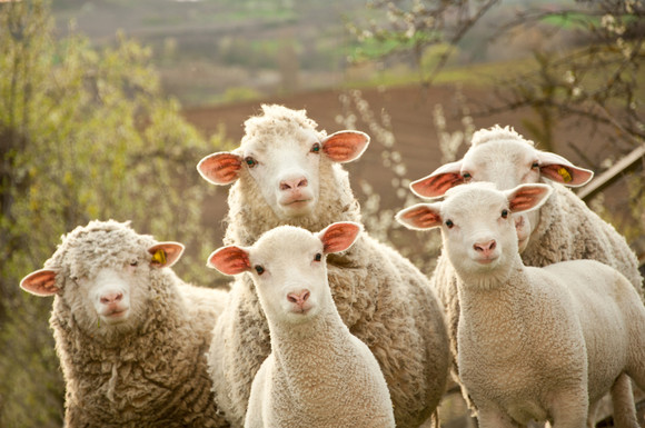 Jak začít s chovem ovcí