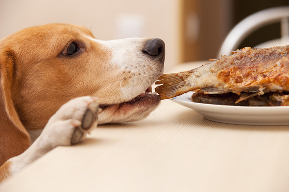 Naučte svého psa, že nesmí krást jídlo ze stolu.